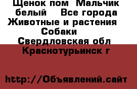 Щенок пом. Мальчик белый  - Все города Животные и растения » Собаки   . Свердловская обл.,Краснотурьинск г.